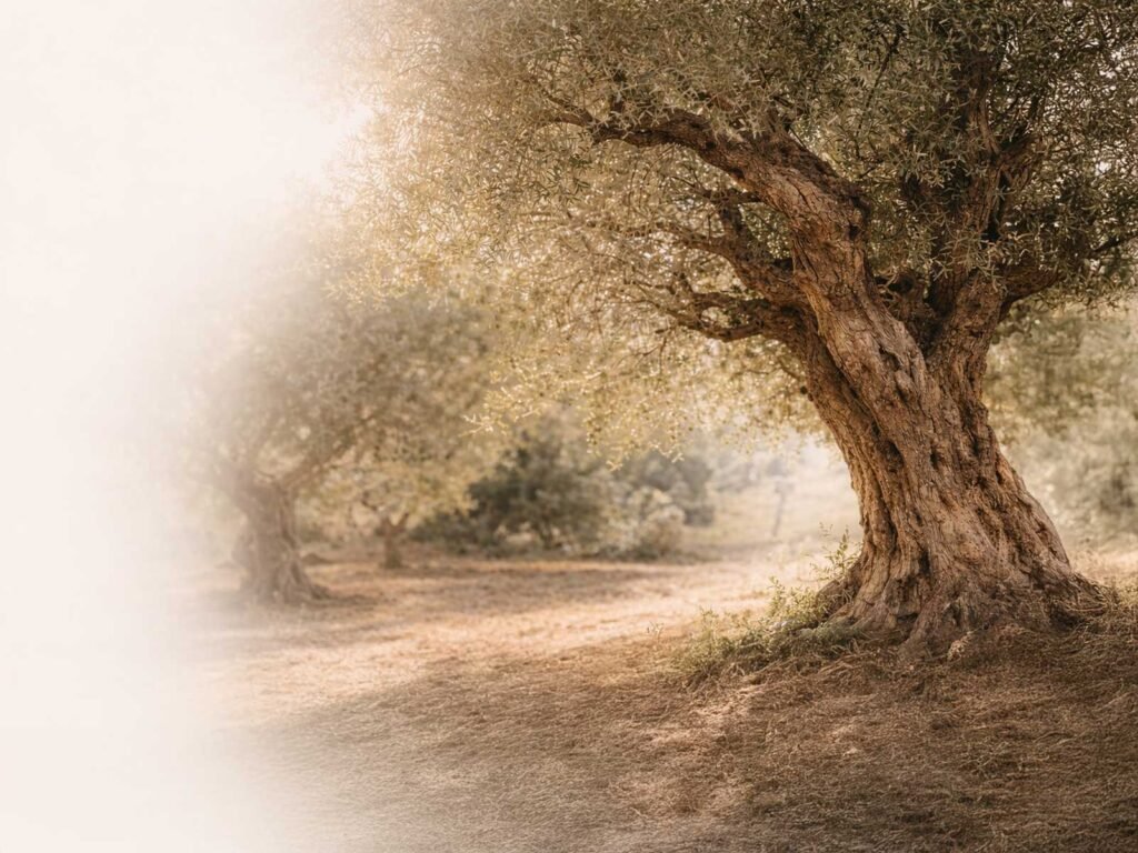 Alter Olivenbaum in warmer Abendsonne als Ursprung für hochwertiges Olivenholz