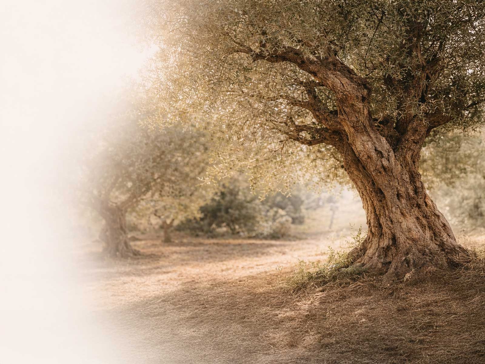 Alter Olivenbaum in warmer Abendsonne als Ursprung für hochwertiges Olivenholz